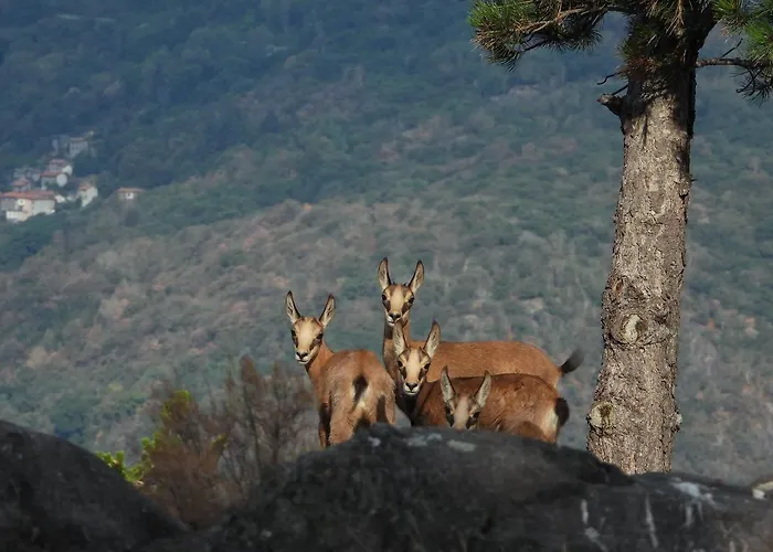 Апартаменты Scalotta - Wonderful Terrace And Mounts View Jacuzzi & Дервио
