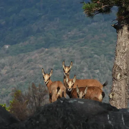 Apartment Scalotta - Wonderful Terrace And Mounts View Jacuzzi & Dervio